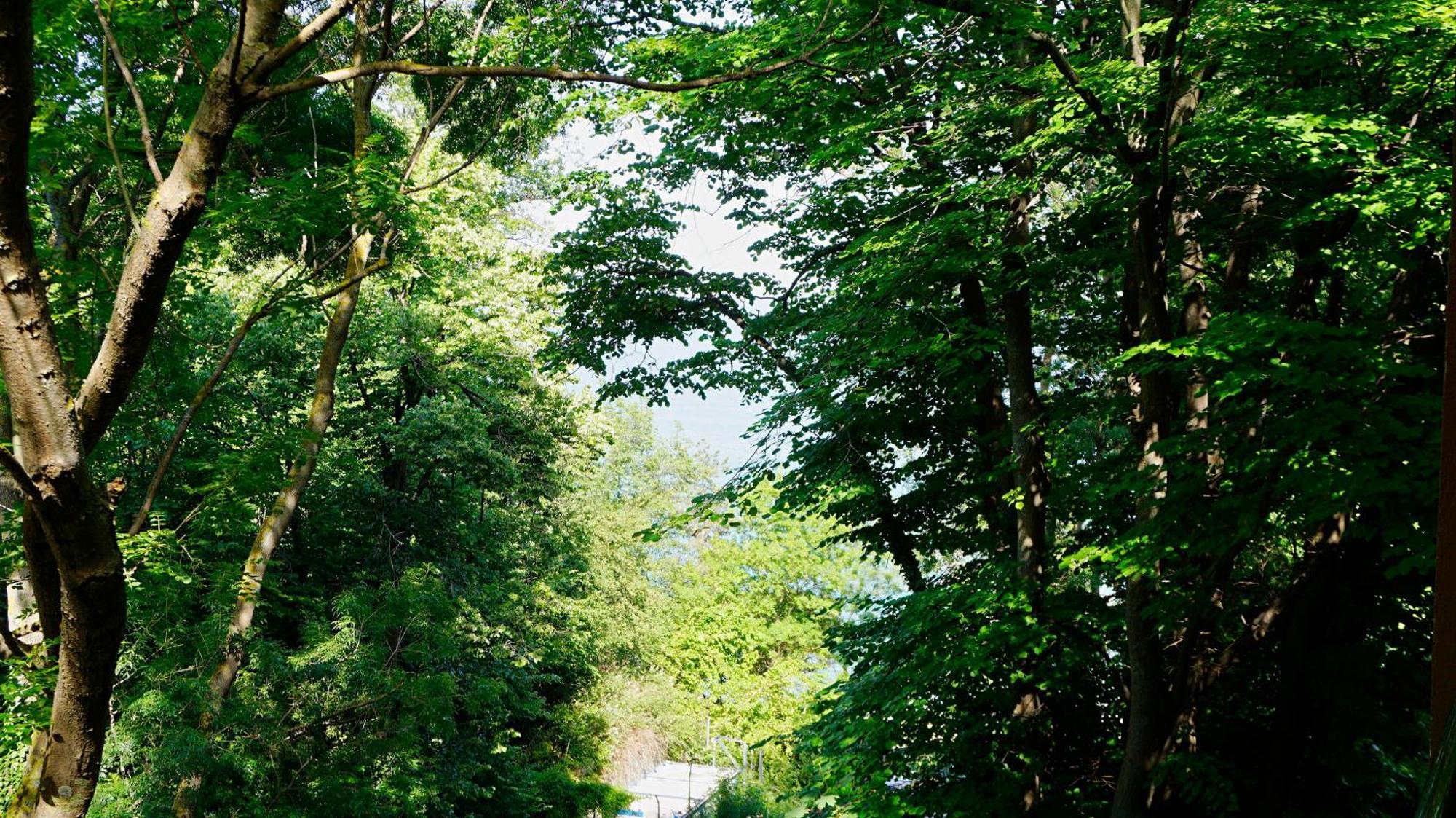 Бяла Клиф Форест - Byala Cliff Forest المظهر الخارجي الصورة